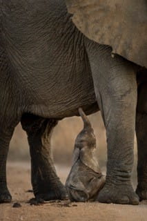 elephant calf