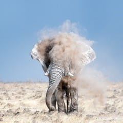 elephant in sand