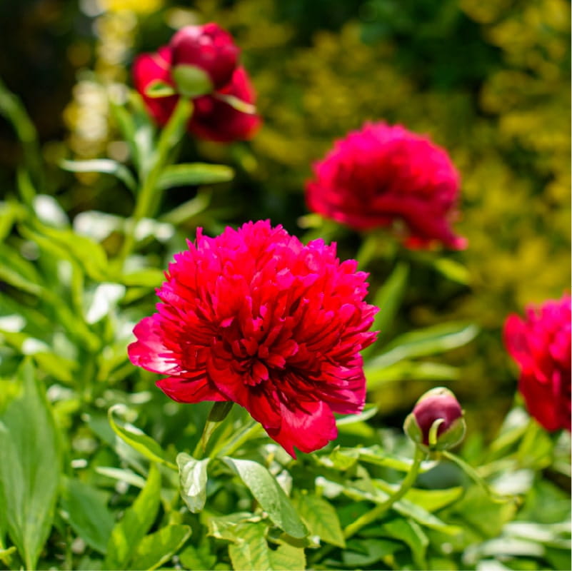 Pink flowers in bloom on a summer day