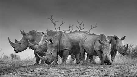 Margot Raggett's favourite shots from Remembering Wildlife