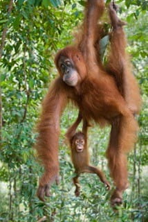 Orangutan