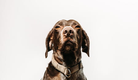 Complete guide to pet photography