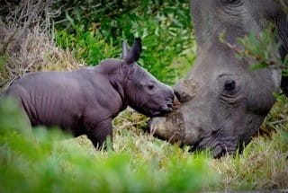 rhino calf