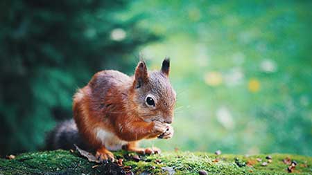 The top locations in the UK for wildlife photography