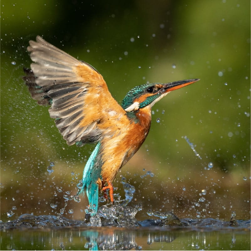 A female kingfisher emerges from the water after swooping down to catch a fish