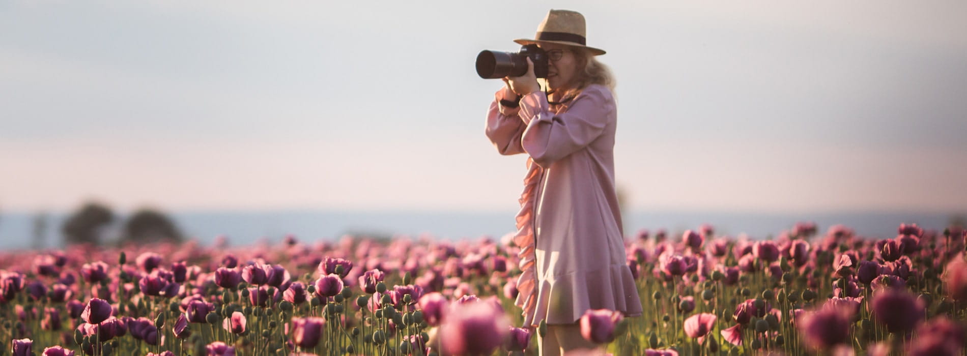 A female photographer takes a picture in a field of pink roses with a DSLR camera on a summer day 