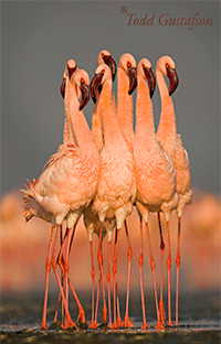 Todd Gustafson flamingos