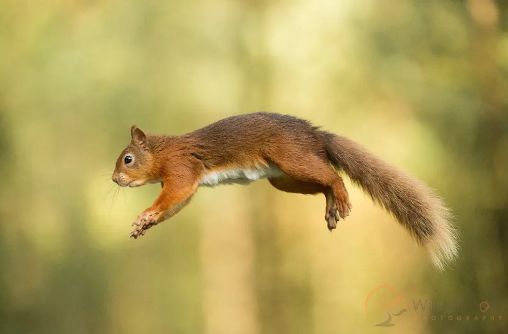 Squirrel Leaping